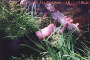 wpe3.jpg (10469 bytes)